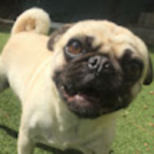 Meet your Posher, Karli